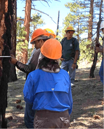 participants in the Tribal Youth program collect data on forest structure